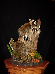 Racoon Mount