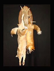 Red Fox Coyote Mount