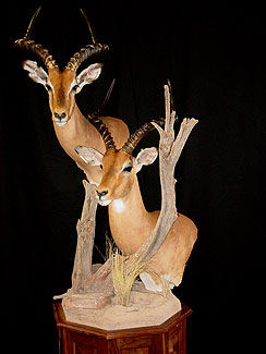 Stoney Hills Taxidermy Mounts