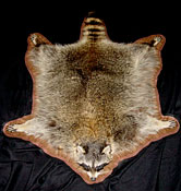 Racoon Rug