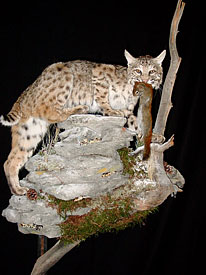 Bobcat Mount