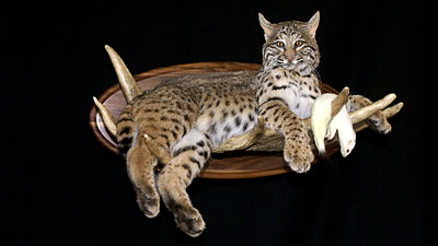 Bobcat Mount