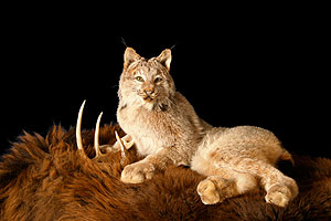 Lynx Mount