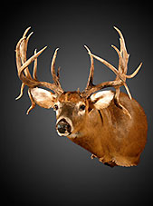 Whitetail Mount