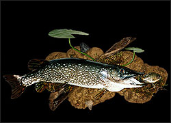 Northern Pike mount