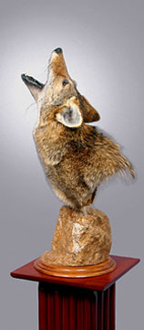 Howling coyote wall pedestal - Wildlife Addictions Taxidermy