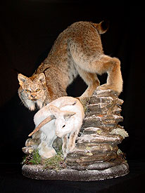 Lynx Mount