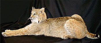 Bobcat Mount