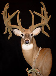 Whitetail Mount