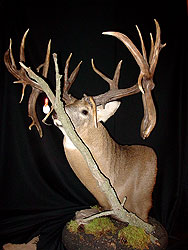 Whitetail Mount