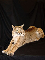 Bobcat Mount