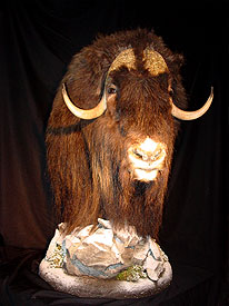 Musk Ox Mount