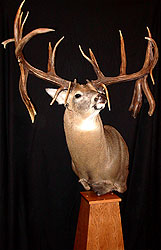 Whitetail Mount