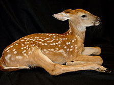 Fawn Mount