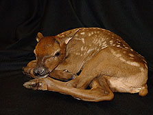 Elk Calf Mount