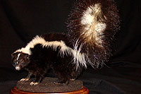 Skunk Mount