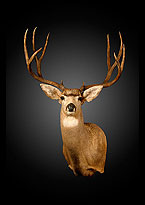 Mule Deer