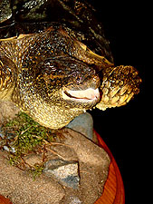 Snapping Turtle Mount