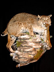 Bobcat Mount