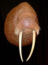 Walrus Wall Mount