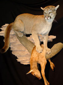 Mountain Lion Mount