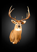 Whitetail Mount