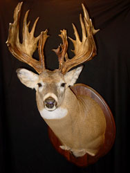 Whitetail Deer Mount