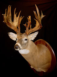 Whitetail Deer Mount