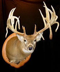 Whitetail Deer Mount