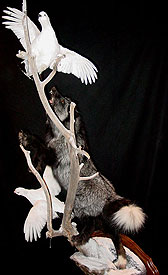 Silver Fox Mount