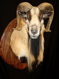 Corsican Ram Mount