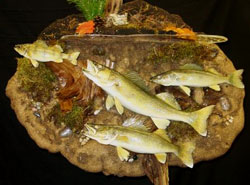 Walleye Perch Mount