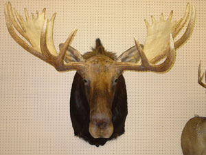 Moose Mount