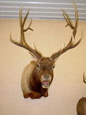 Elk Bull Mount