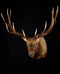 Elk Mount