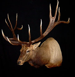 Elk Mount