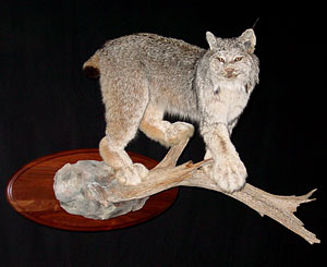 Lynx Mount